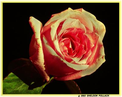 rose-3--.jpg