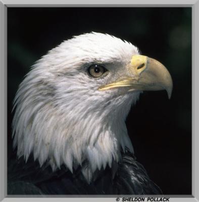 Eagle-9.jpg