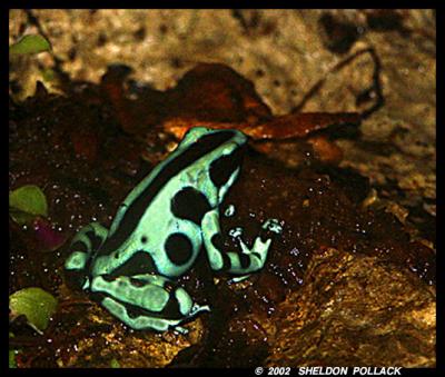 green-&-black-frog.jpg