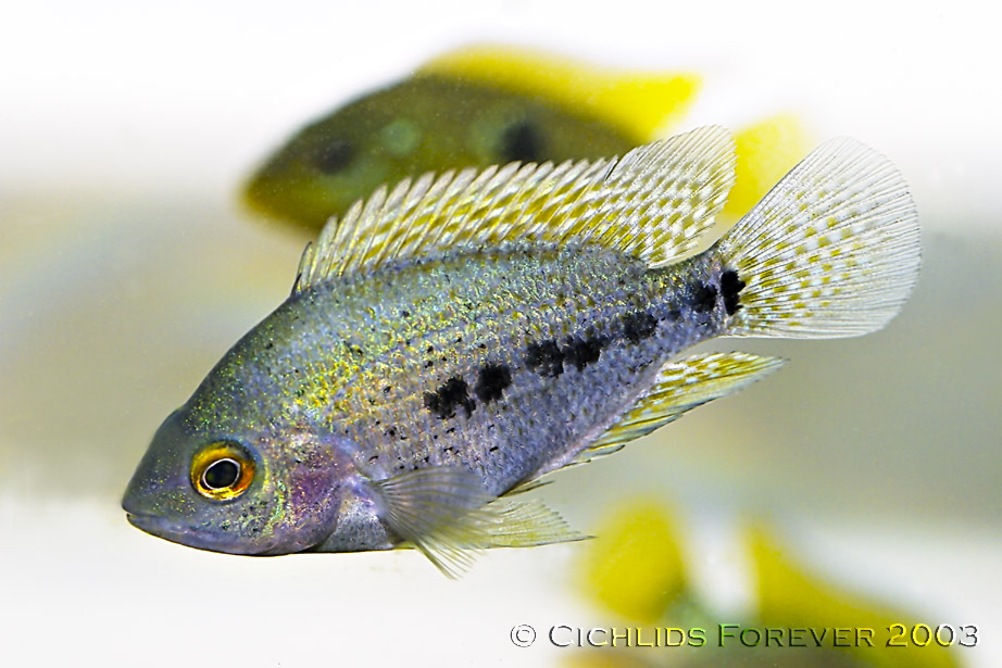 Vieja tuyrense - Juvenile