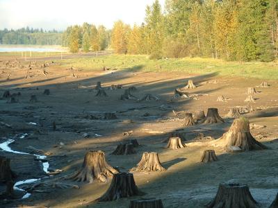 Stumps and shadows