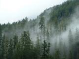 Clouds in the trees