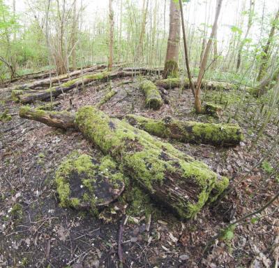 Fallen Trees