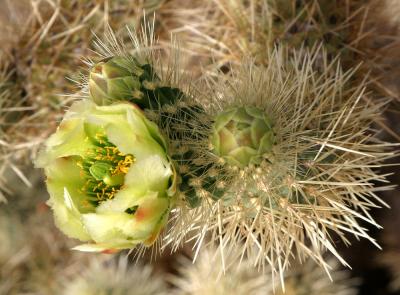 Teddy Bear Cholla #2