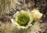 Teddy Bear Cholla Blossom