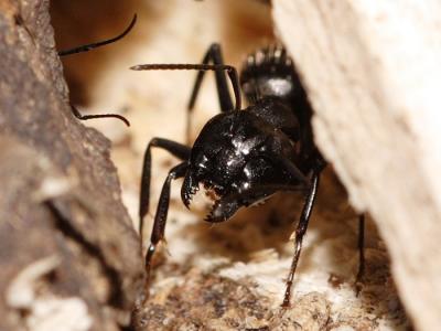 fourmi noire