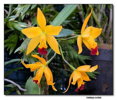 Orchid 17. Cattleya