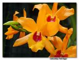 Orchid 27. Laeliocattleya GD
