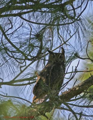 Horned Owl Papa.jpg