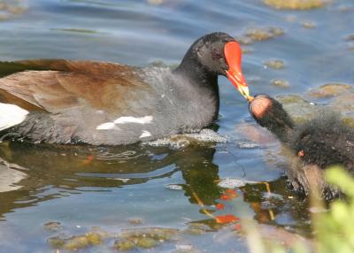 Moorhen feeding baby.jpg