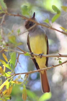 Great Crested Flycatcher spying.jpg