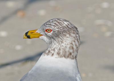 Ringed Bill Gull.jpg