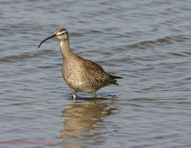 Whimbrel2 8x6.jpg