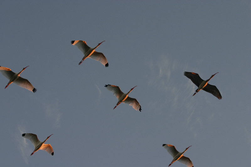 Ibis Squadron.jpg