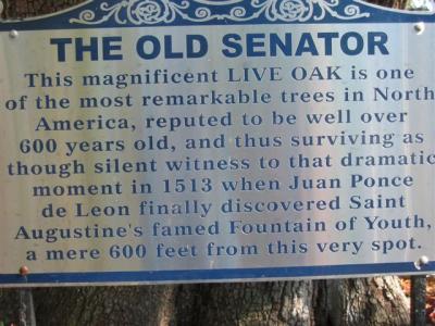 The Old Senator, Live Oak Tree