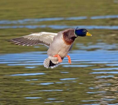 u17/rafael_enrique/medium/39237427._MG_0125Duckland.jpg