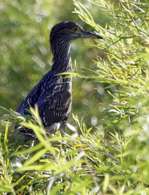 Black Crowned Night Heron - Juvenile hiding