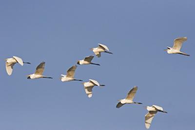 Great Egrets Leaving Town