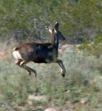 In The Desert, Horseshoe Lake, AZ