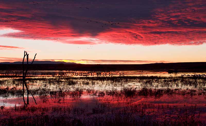 Bosque de Apache, National Wildlife Refuge