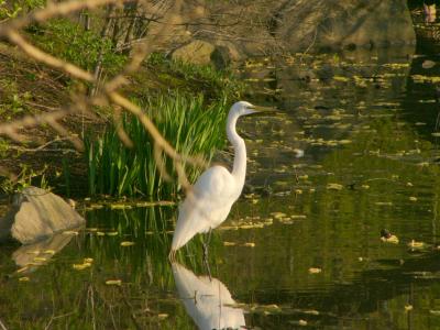 Great Egret (P11307121.jpg)