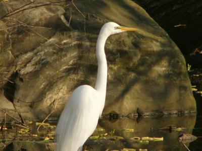 Great egret P1130727.JPG