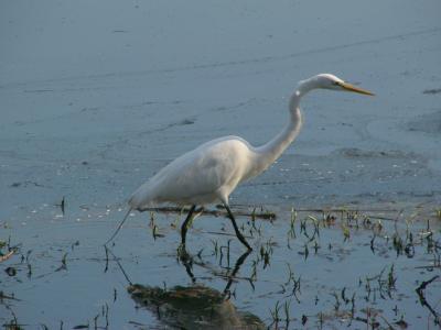 Great egret P11307701.jpg