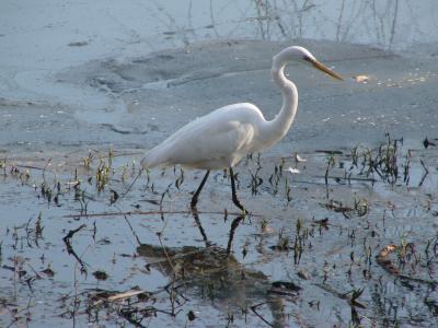 Great egret P1130774.JPG