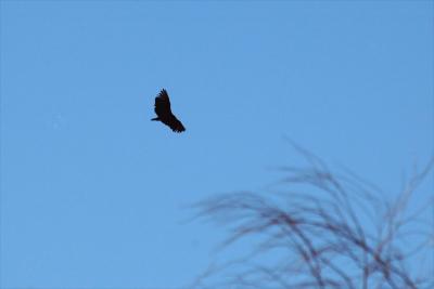 Black-Vulture-Canning-1-05.jpg