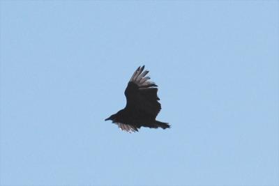 Black-Vulture2-Canning-1-0.jpg