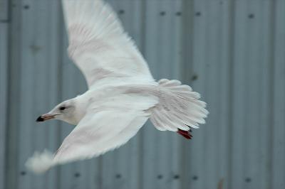 Glaucous-flight.jpg