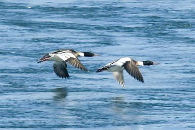 R-B Mergansers in flight