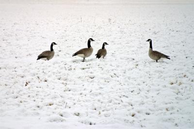 [January 30th] Snow geese ;)