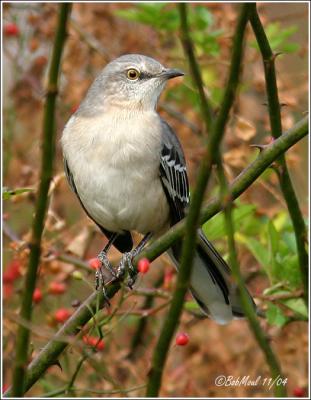 Northern Mockingbird