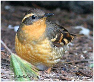Varied Thrush-1st year Female