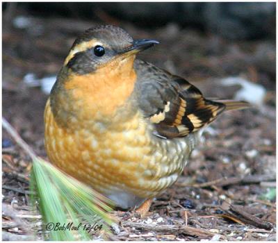 THRUSHES, BLUEBIRDS