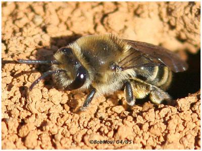 Colletes Family