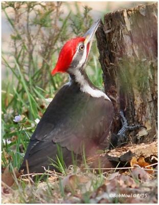 Pileated Woodpecker-Male