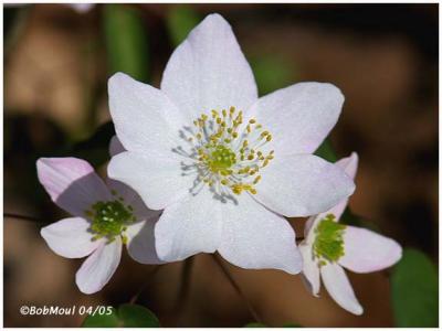 RueAnemone