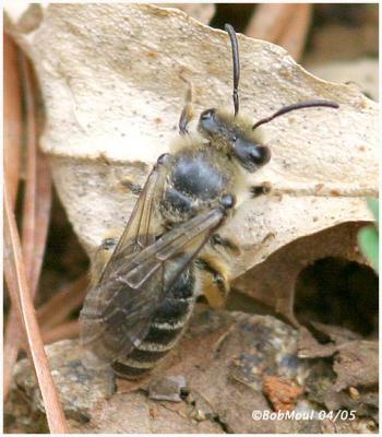 Colletes Family