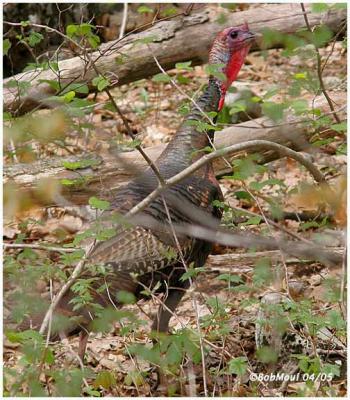 Wild Turkey