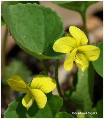 Round Leaved Violet