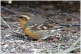 Varied Thrush-1st year Female