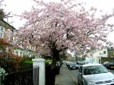 A beautiful tree between the hotel and Barbaras