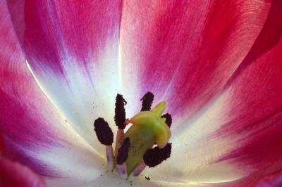 Inside a pink tulip.jpg