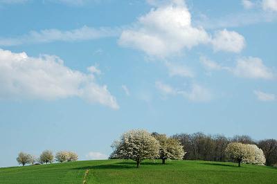 Flowering fruit trees