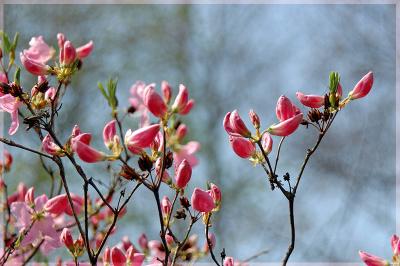 Rhododendron