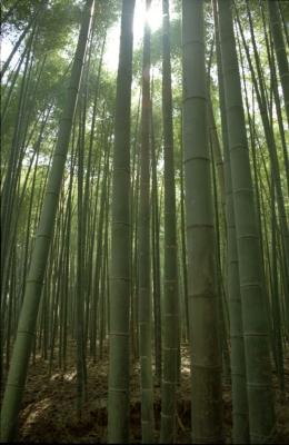 light through bamboo