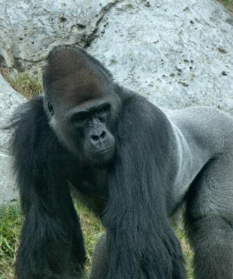 Silverback