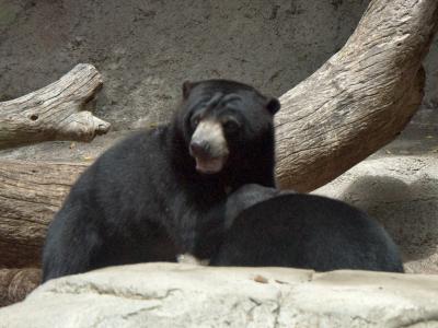 Sun bears fighting